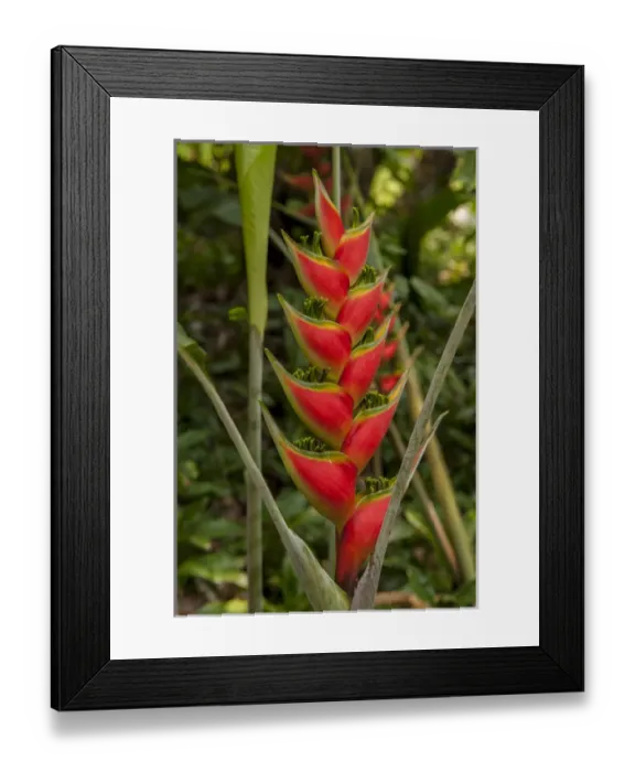 Framed Print : Central America, Honduras, Roatan, Carambola Botanical Gardens, Heliconia Framed Print : Central America, Honduras, Roatan, Carambola Botanical Gardens, Heliconia