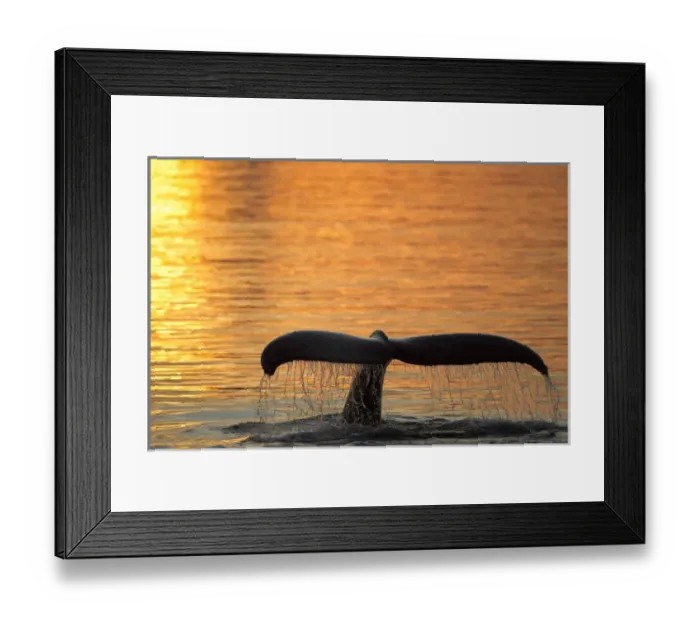 Framed Print : North America, USA, Alaska, in Frederick Sound, Humpback Whale, Megaptera novaeangliae