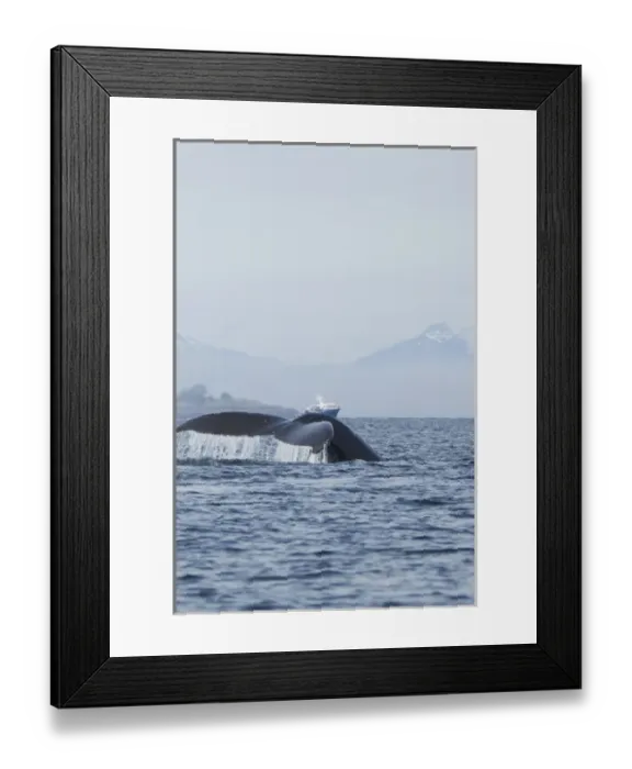 Framed Print : North America, USA, Alaska, in Frederick Sound, Pacific Coast, Humpback Whale, Megaptera Framed Print : North America, USA, Alaska, in Frederick Sound, Pacific Coast, Humpback Whale, Megaptera