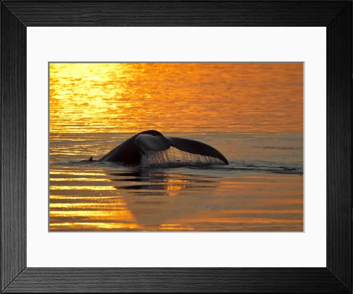 Framed Print : North America, USA, Alaska, in Frederick Sound, Humpback Whale, Megaptera novaeangliae