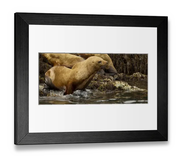 Framed Print : North America, USA, Alaska, Sea Island haulout near Admiralty Island, Steller sea lion
