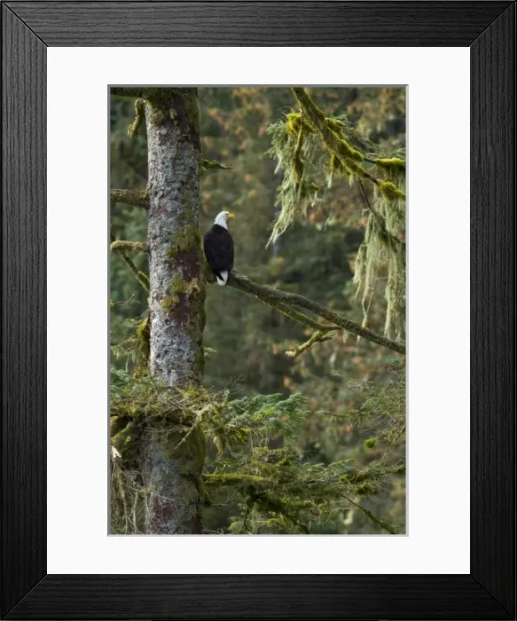 Framed Print : North America, USA Alaska, Baranof Island, Bald Eagle, Haliaeetus leucocephalus, perched in a tree Framed Print : North America, USA Alaska, Baranof Island, Bald Eagle, Haliaeetus leucocephalus, perched in a tree