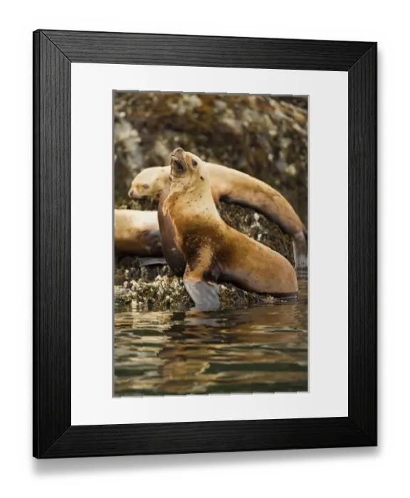 Framed Print : North America, USA, Alaska, Sea Island haulout near Admiralty Island, Steller sea lion Framed Print : North America, USA, Alaska, Sea Island haulout near Admiralty Island, Steller sea lion