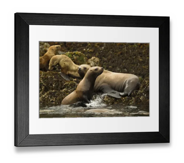 Framed Print : North America, USA, Alaska, Sea Island haulout near Admiralty Island, Steller sea lion Framed Print : North America, USA, Alaska, Sea Island haulout near Admiralty Island, Steller sea lion