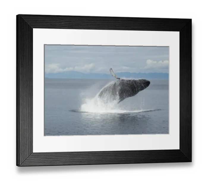 Framed Print : North America, USA, Alaska, in Frederick Sound, Admiralty Island, Pacific Coast Framed Print : North America, USA, Alaska, in Frederick Sound, Admiralty Island, Pacific Coast