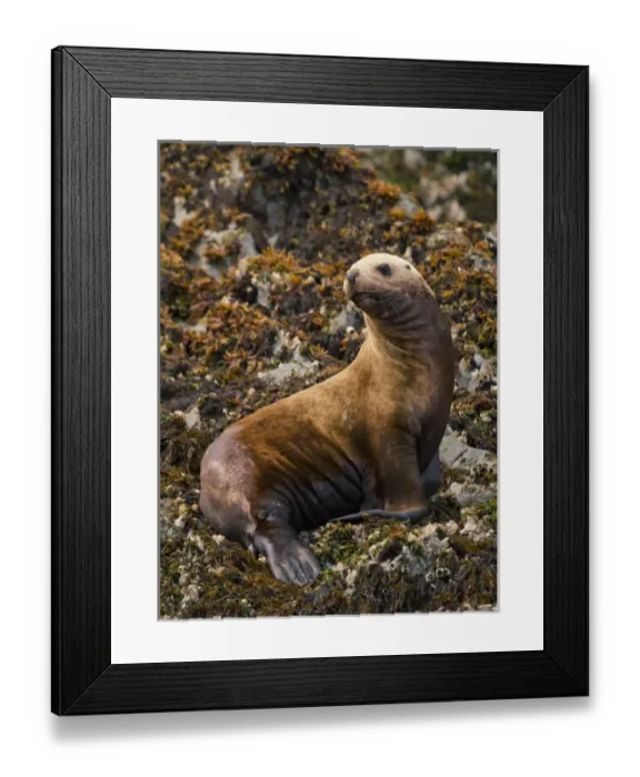 Framed Print : North America, USA, Alaska, Sea Island haulout near Admiralty Island, Steller sea lion Framed Print : North America, USA, Alaska, Sea Island haulout near Admiralty Island, Steller sea lion