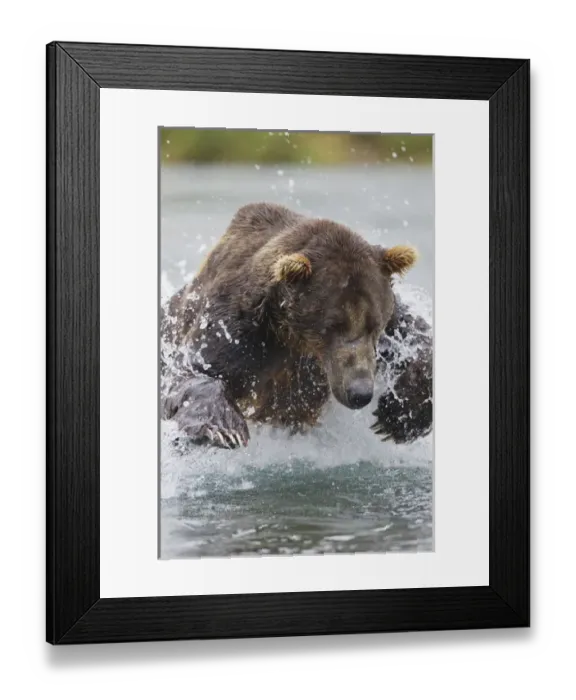 Framed Print : North America, USA, Alaska, Geographic Harbor, Katmai National Park, Brown Bear aka Grizzly Bear Framed Print : North America, USA, Alaska, Geographic Harbor, Katmai National Park, Brown Bear aka Grizzly Bear