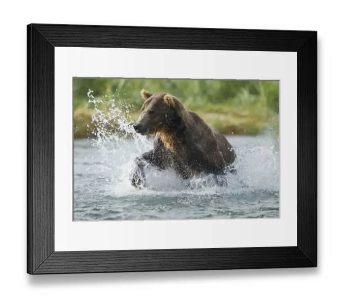 Framed Print : North America, USA, Alaska, Geographic Harbor, Katmai National Park, Brown Bear aka Grizzly Bear Framed Print : North America, USA, Alaska, Geographic Harbor, Katmai National Park, Brown Bear aka Grizzly Bear