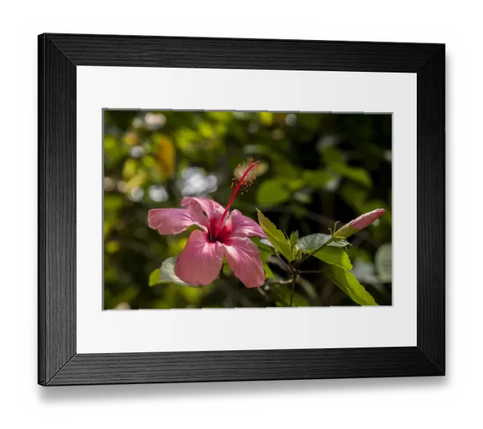 Framed Print : Central America, Honduras, Roatan, Hibiscus Framed Print : Central America, Honduras, Roatan, Hibiscus