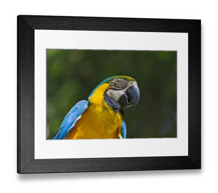 Framed Print : Parrot, Honduras Framed Print : Parrot, Honduras
