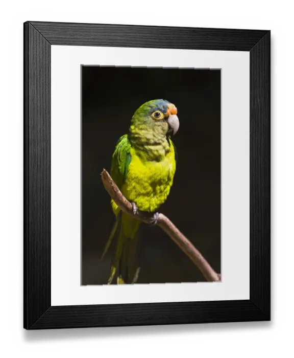 Framed Print : Parrot, Honduras Framed Print : Parrot, Honduras