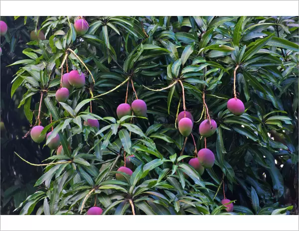 Mango tree, Honduras