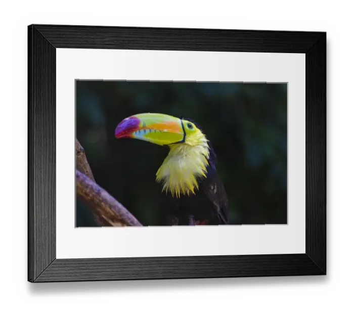 Framed Print : Toucan in the jungle, Honduras Framed Print : Toucan in the jungle, Honduras
