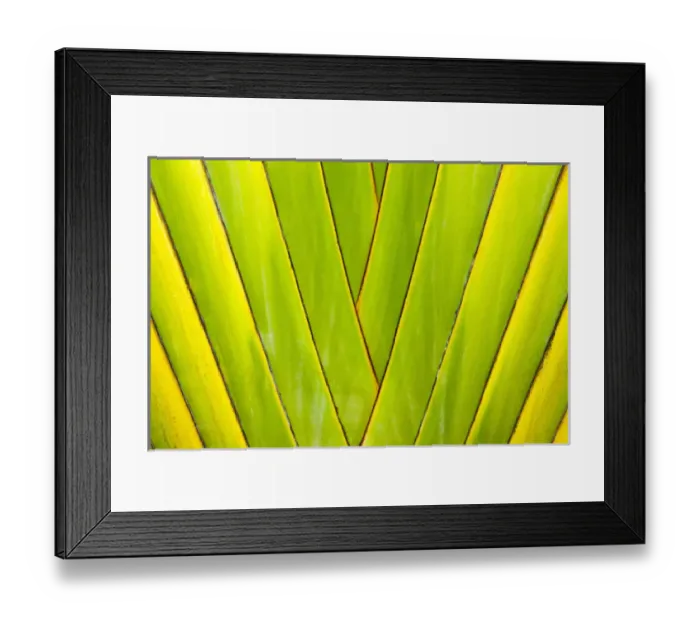 Framed Print : Palm tree, Honduras