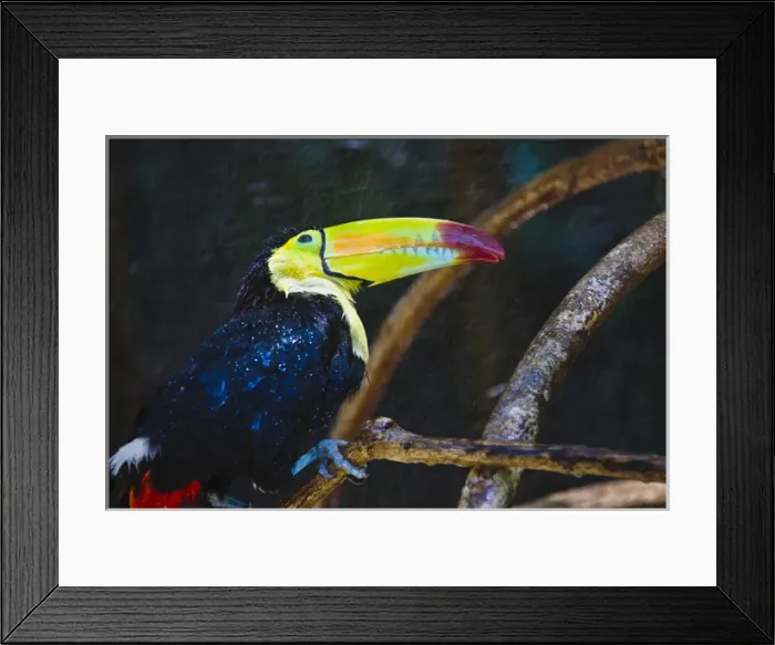 Framed Print : Toucan in the jungle in rain, Honduras
