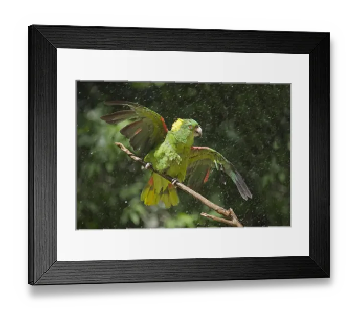 Framed Print : Parrot in the rain, Honduras Framed Print : Parrot in the rain, Honduras