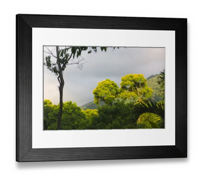 Framed Print : Rainforest, Pico Bonito Lodge, Honduras