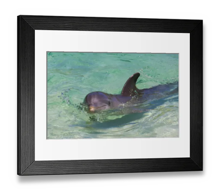 Framed Print : Dolphin in the ocean, Roatan Island, Honduras Framed Print : Dolphin in the ocean, Roatan Island, Honduras