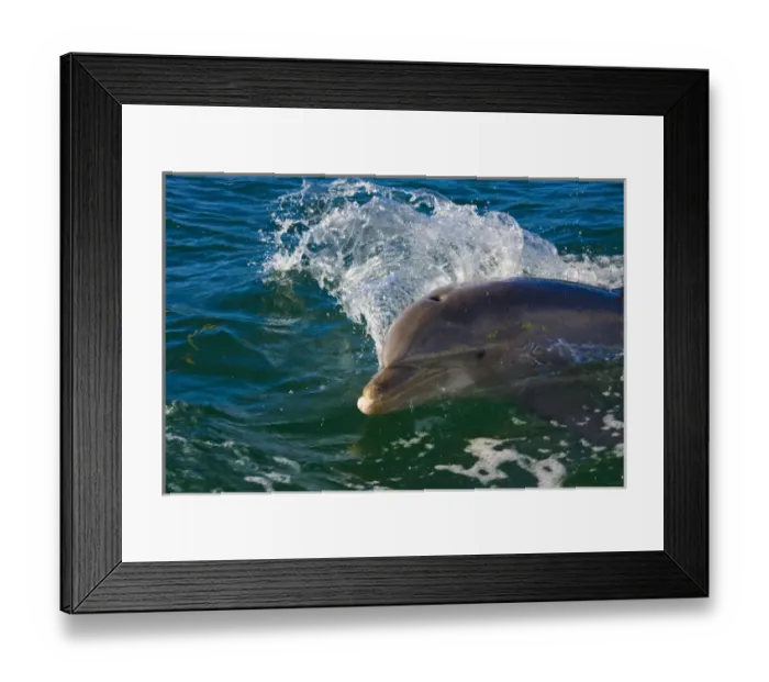 Framed Print : Dolphin in the ocean, Roatan Island, Honduras Framed Print : Dolphin in the ocean, Roatan Island, Honduras