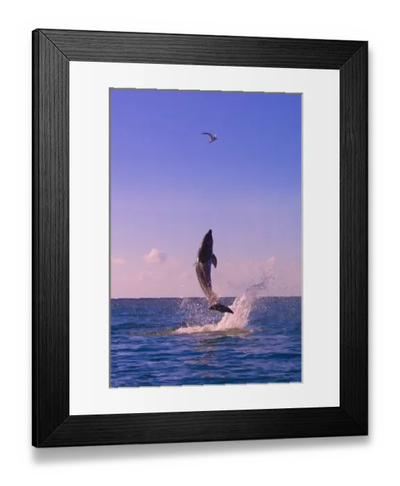 Framed Print : Dolphin leaping from sea, Roatan Island, Honduras Framed Print : Dolphin leaping from sea, Roatan Island, Honduras