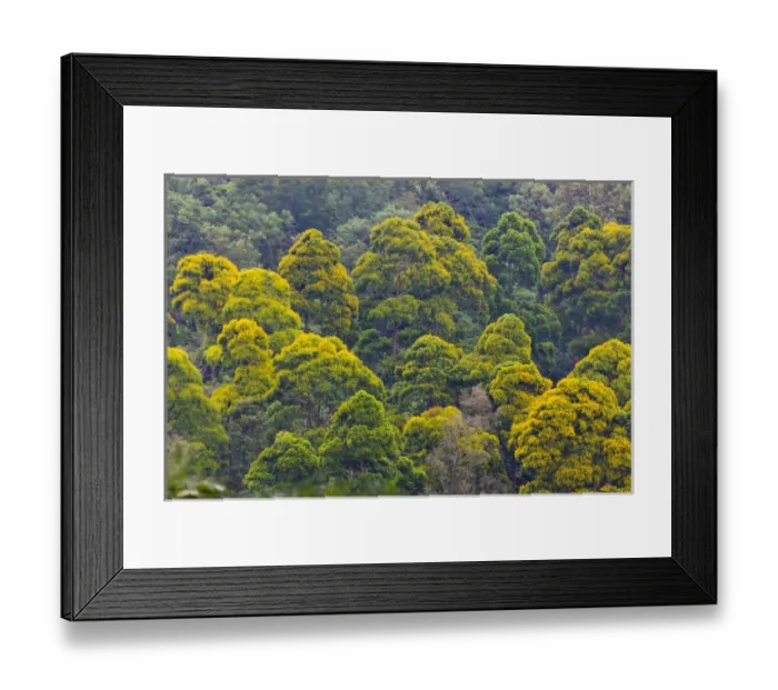Framed Print : Rainforest, Pico Bonito National Park, Honduras Framed Print : Rainforest, Pico Bonito National Park, Honduras