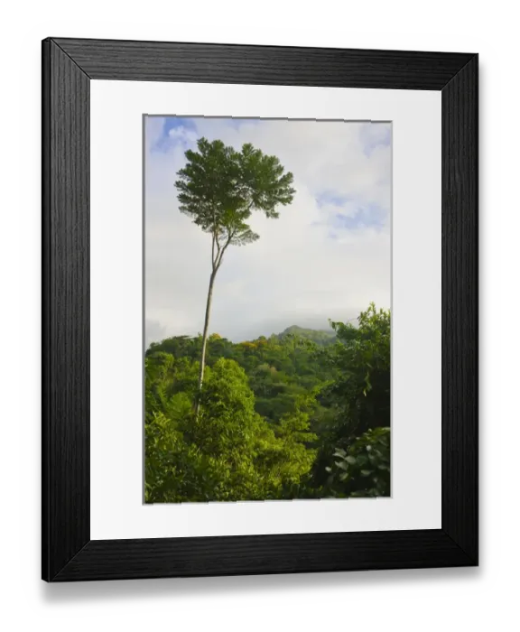 Framed Print : Rainforest in Pico Bonito National Park, Honduras Framed Print : Rainforest in Pico Bonito National Park, Honduras