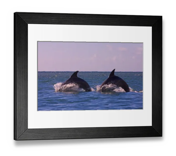 Framed Print : Dolphins leaping from sea, Roatan Island, Honduras