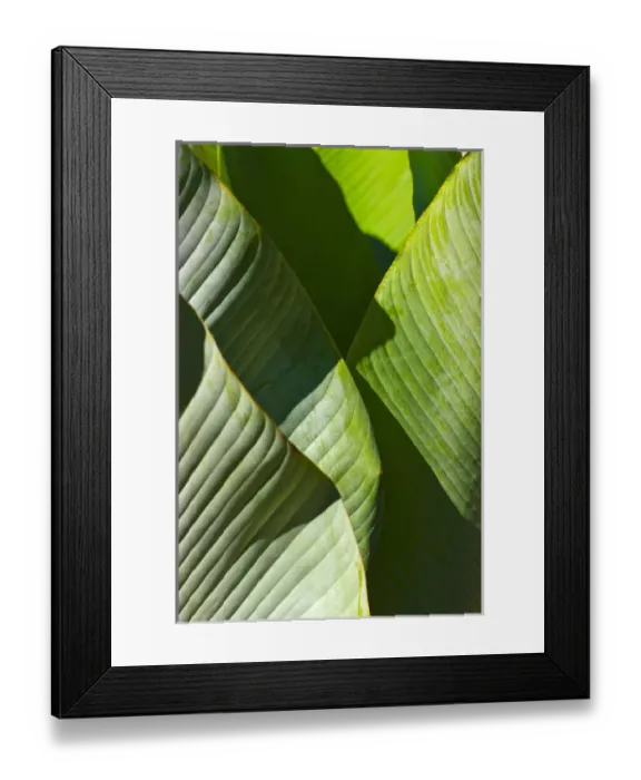 Framed Print : Palm tree leaf, Pico Bonito National Park, Honduras Framed Print : Palm tree leaf, Pico Bonito National Park, Honduras