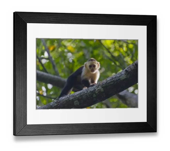 Framed Print : White-face monkey in the forest, Pico Bonito National Park, Honduras