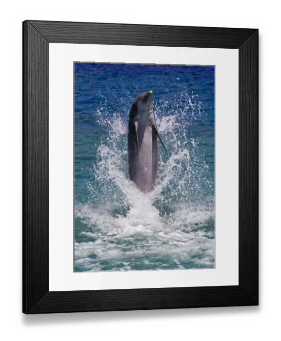 Framed Print : Dolphin standing above water, Roatan Island, Honduras Framed Print : Dolphin standing above water, Roatan Island, Honduras