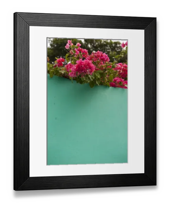 Framed Print : Central America, Honduras, Roatan, Bougainvillea, tropical flowers Framed Print : Central America, Honduras, Roatan, Bougainvillea, tropical flowers