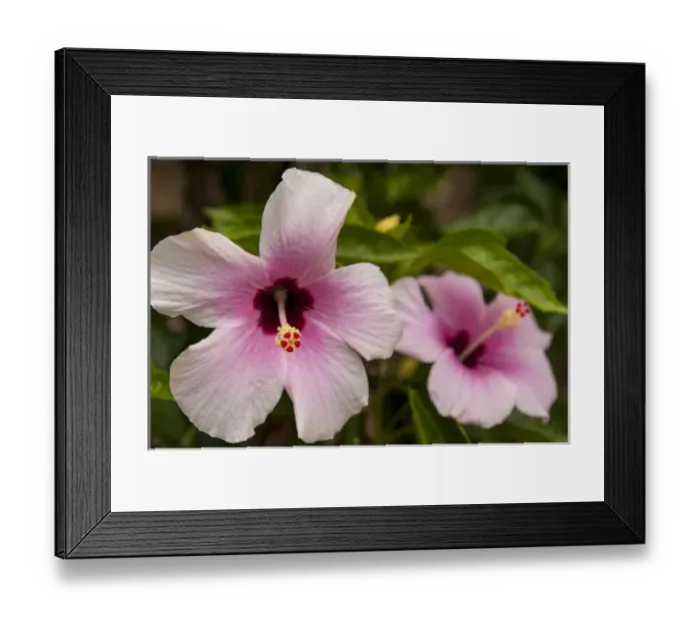 Framed Print : Central America, Honduras, Roatan, Hibiscus, tropical flower Framed Print : Central America, Honduras, Roatan, Hibiscus, tropical flower