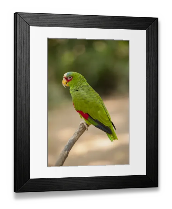 Framed Print : Central America, Honduras, Roatan, White Fronted Amazon Parrot, Roatan Butterfly Garden Framed Print : Central America, Honduras, Roatan, White Fronted Amazon Parrot, Roatan Butterfly Garden
