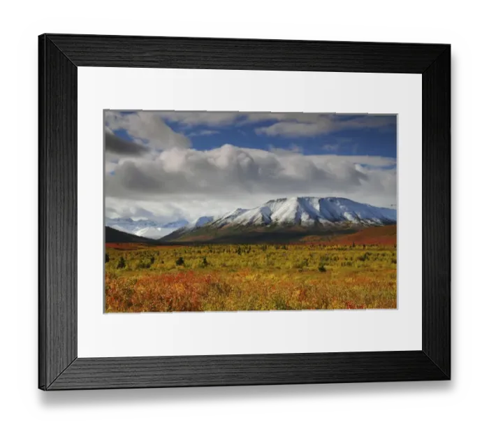Framed Print : Autumn on the Taiga; Denali National Park; Alaska; USA Framed Print : Autumn on the Taiga; Denali National Park; Alaska; USA