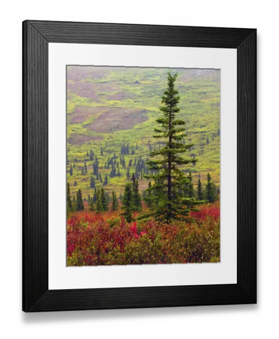 Framed Print : Autumn on the Taiga; Denali National Park; Alaska; USA Framed Print : Autumn on the Taiga; Denali National Park; Alaska; USA