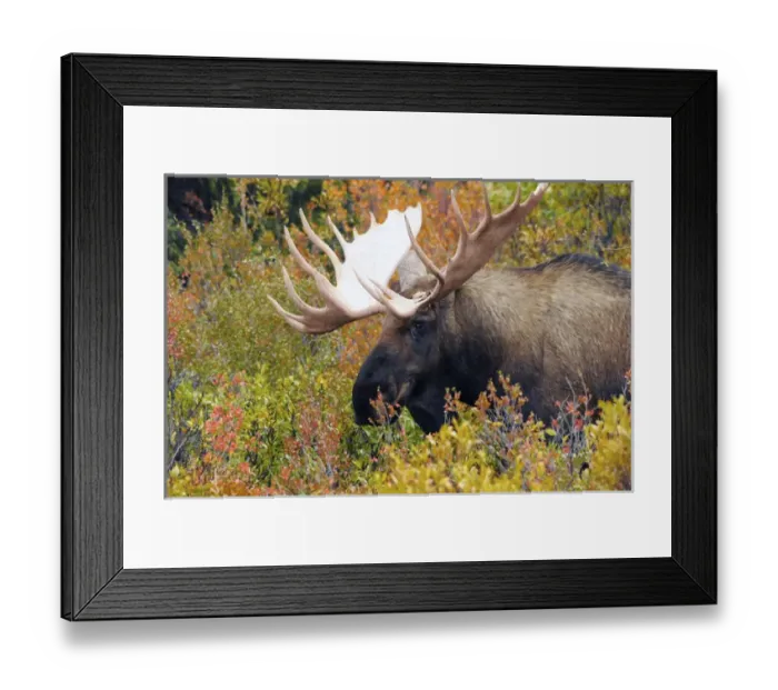 Framed Print : Bull Moose; Feeding; Denali National Park; Alaska; USA Framed Print : Bull Moose; Feeding; Denali National Park; Alaska; USA