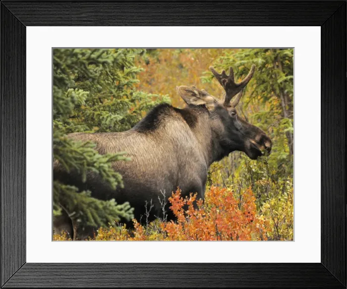 Framed Print : Bull Moose; Feeding; Denali National Park; Alaska; USA