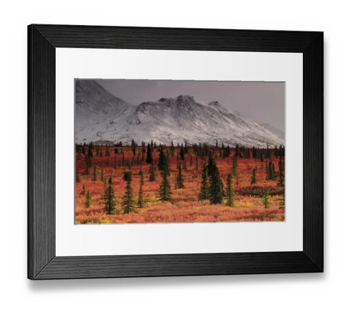 Framed Print : Autumn on the Taiga; Denali National Park; Alaska; USA Framed Print : Autumn on the Taiga; Denali National Park; Alaska; USA