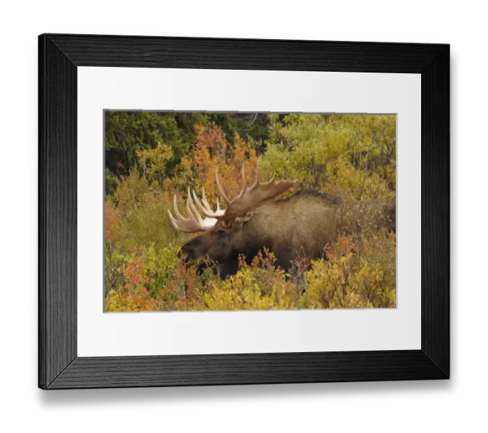 Framed Print : Bull Moose; Feeding; Denali National Park; Alaska; USA Framed Print : Bull Moose; Feeding; Denali National Park; Alaska; USA