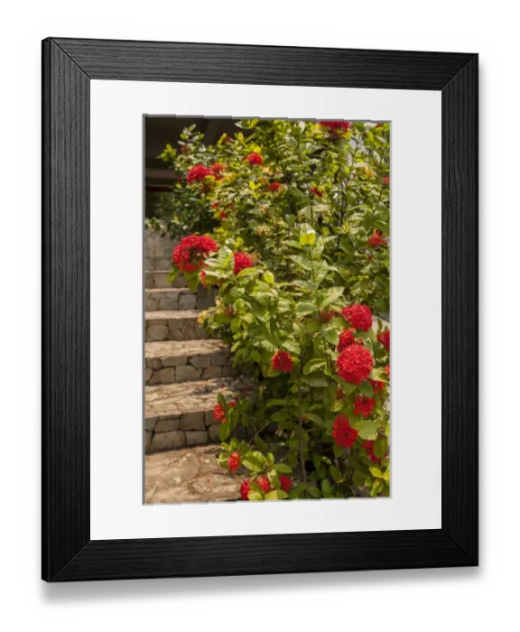 Framed Print : Central America, Honduras, Roatan, West End Village, Penta, stone stairs Framed Print : Central America, Honduras, Roatan, West End Village, Penta, stone stairs