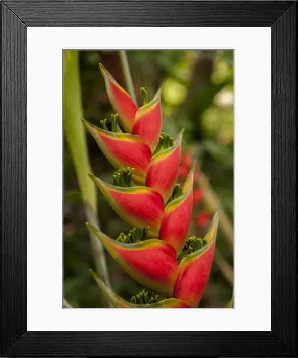 Framed Print : Central America, Honduras, Roatan, Carambola Botanical Gardens, Heliconia Framed Print : Central America, Honduras, Roatan, Carambola Botanical Gardens, Heliconia