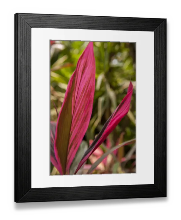 Framed Print : Central America, Honduras, Roatan, Carambola Botanical Gardens, Ti plant, Cordyline Framed Print : Central America, Honduras, Roatan, Carambola Botanical Gardens, Ti plant, Cordyline