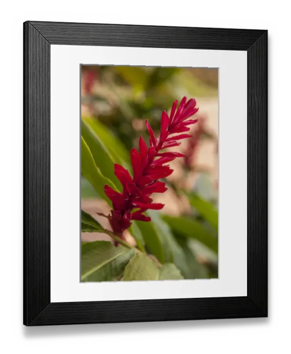 Framed Print : Central America, Honduras, Roatan, Carambola Botanical Gardens, Ginger plant Framed Print : Central America, Honduras, Roatan, Carambola Botanical Gardens, Ginger plant