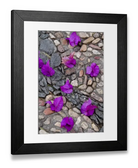 Framed Print : Mexico, San Miguel de Allende, Fallen bougainvillea petals on cobblestones. Credit as Framed Print : Mexico, San Miguel de Allende, Fallen bougainvillea petals on cobblestones. Credit as