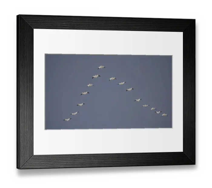 Framed Print : Snow geese flying in vee formation. Credit as: Arthur Morris  /  Jaynes Gallery  /  Danita Delimont