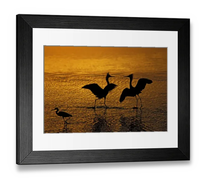 Framed Print : Silhouettes of reddish egrets conduct mating dance in gold-colored water. Credit as