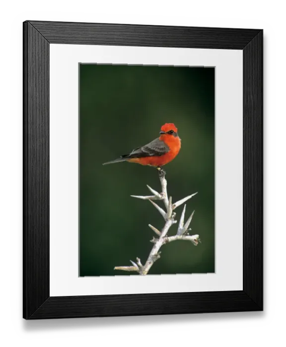 Framed Print : Mexico, Tamaulipas State. Male vermillion flycatcher on dead thornbush branch. Credit as Framed Print : Mexico, Tamaulipas State. Male vermillion flycatcher on dead thornbush branch. Credit as
