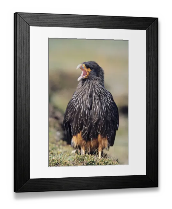 Framed Print : Striated Caracara or Johnny Rook (Phalcoboenus australis) on the Falkland Islands