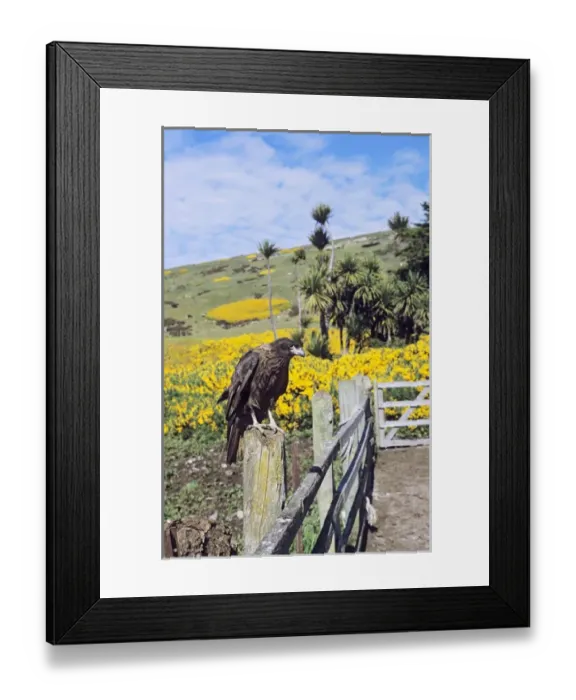 Framed Print : Striated Caracara or Johnny Rook (Phalcoboenus australis) on the Falkland Islands Framed Print : Striated Caracara or Johnny Rook (Phalcoboenus australis) on the Falkland Islands