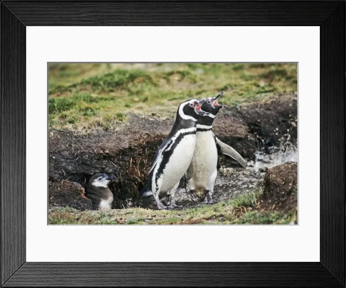Framed Print : Magellanic penguin (Spheniscus magellanicus) parents with chick at burrow
